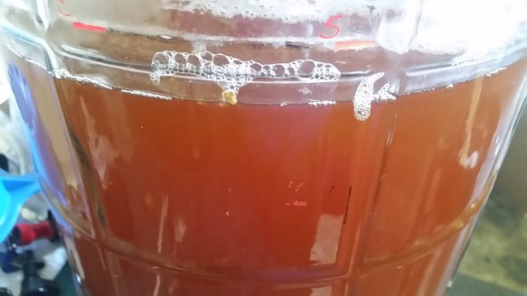 Honey fuggle ale in the primary fermenter