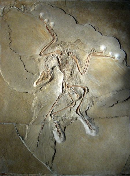 Fossil of Archaeopteryx in Solnhofen Limestone. Specimen displayed at the Museum für Naturkunde (Berlin). Photo by H. Raab, CC-BY-SA.
