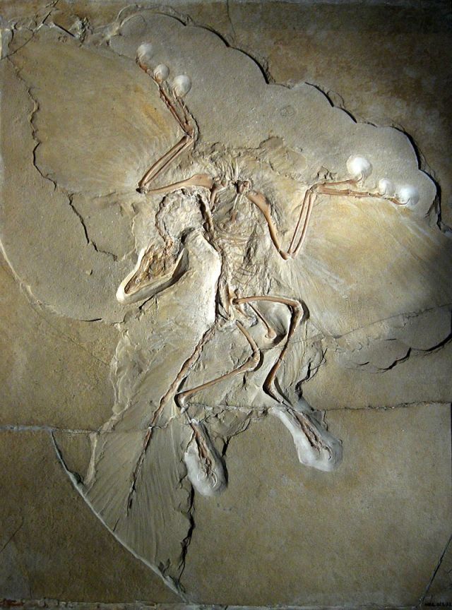 Fossil of Archaeopteryx in Solnhofen Limestone. Specimen displayed at the Museum für Naturkunde (Berlin). Photo by H. Raab, CC-BY-SA.