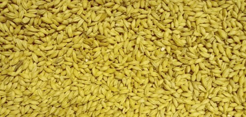 Malted barley