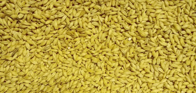 Malted barley