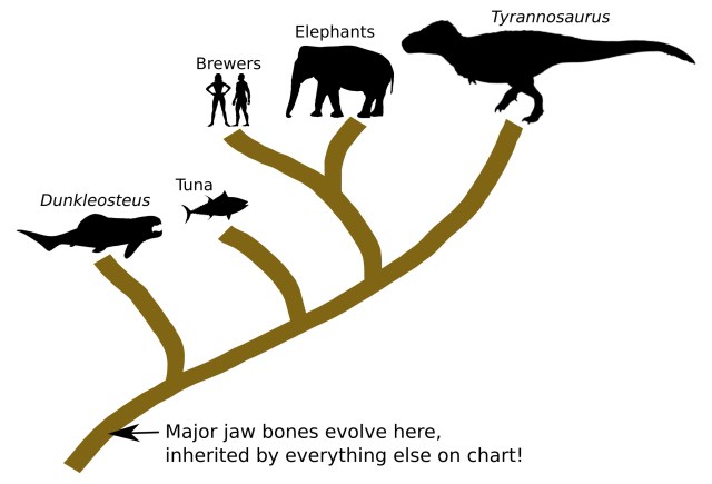 Evolutionary Tree