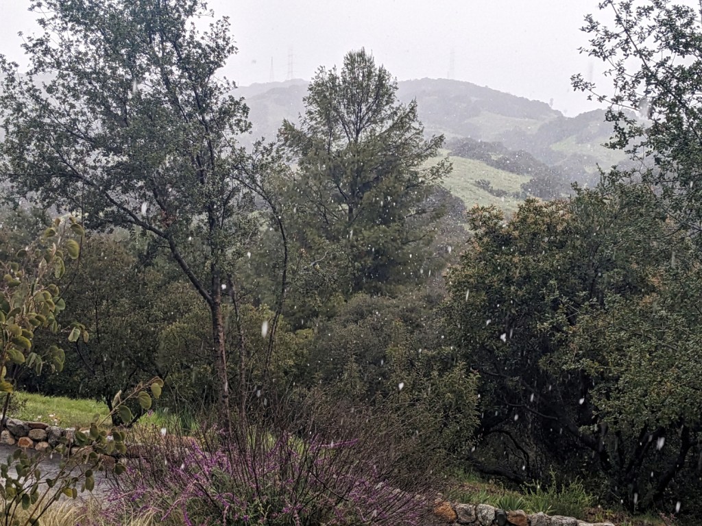 snow falling with background of green trees