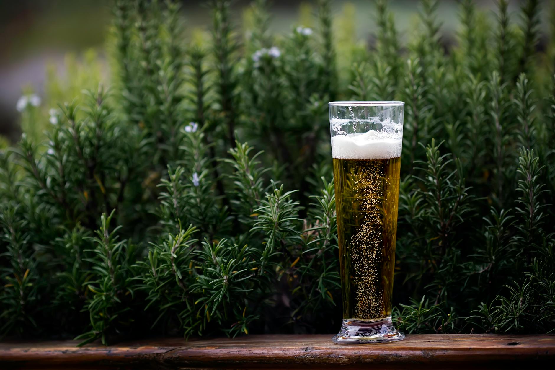 glass of pale yellow beer in front of dark green plants
